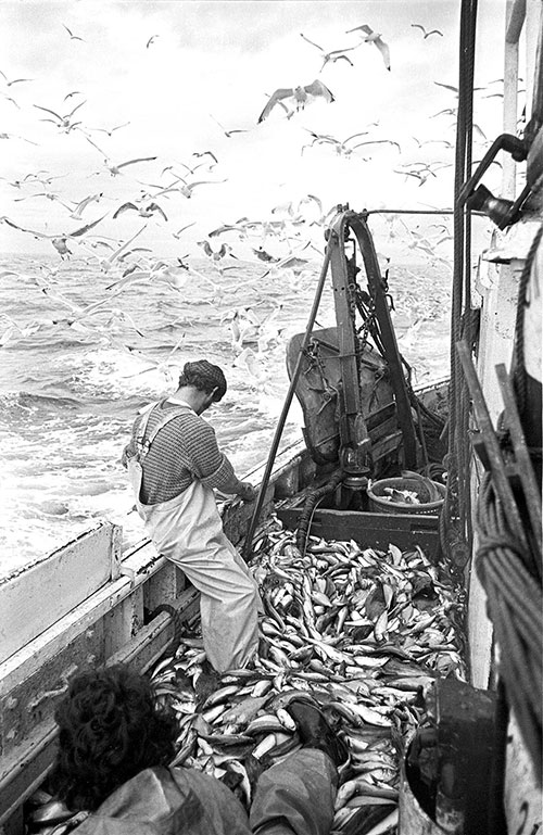 Gutting fish on the journey home, North Sea,  (1979)