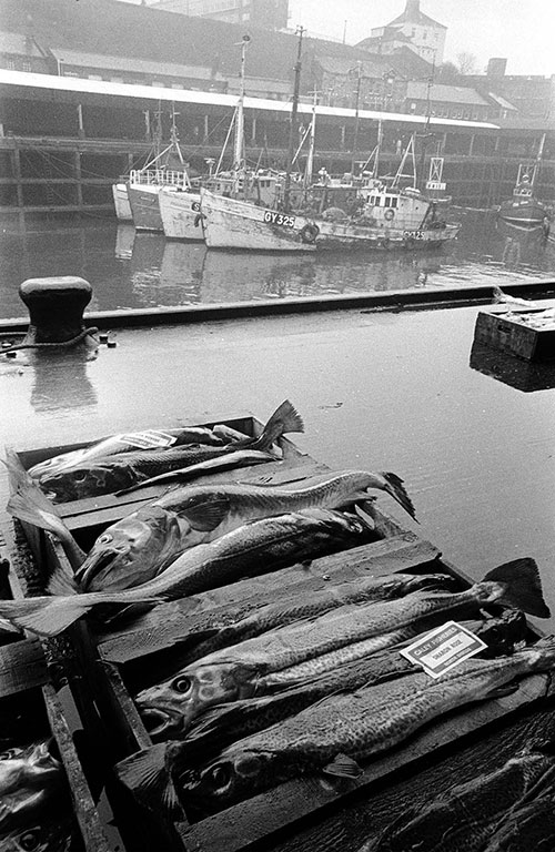 Fish auction, North Shields Tyneside  (1979)