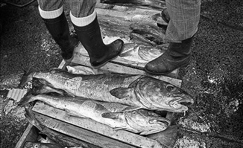 Fish auction, North Shields Tyneside  (1979)