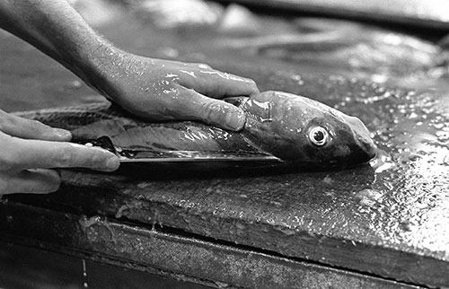 Tom Haddaway, fishmonger, North Shields  (1979)