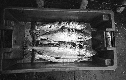 Salmon caught on the Tyne estuary, (1979)