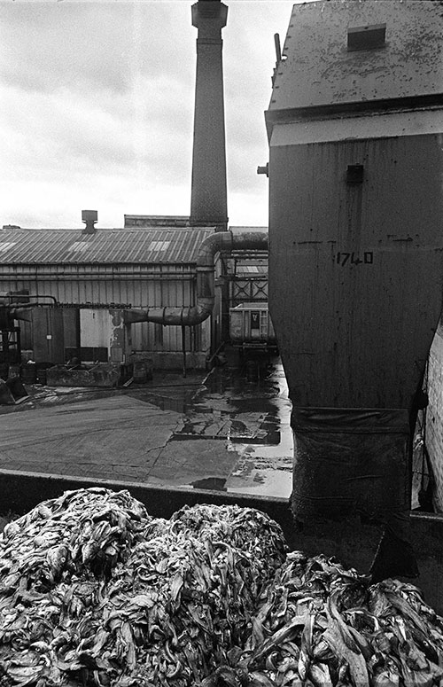 At the fish offal factory, North Shields  (1979)